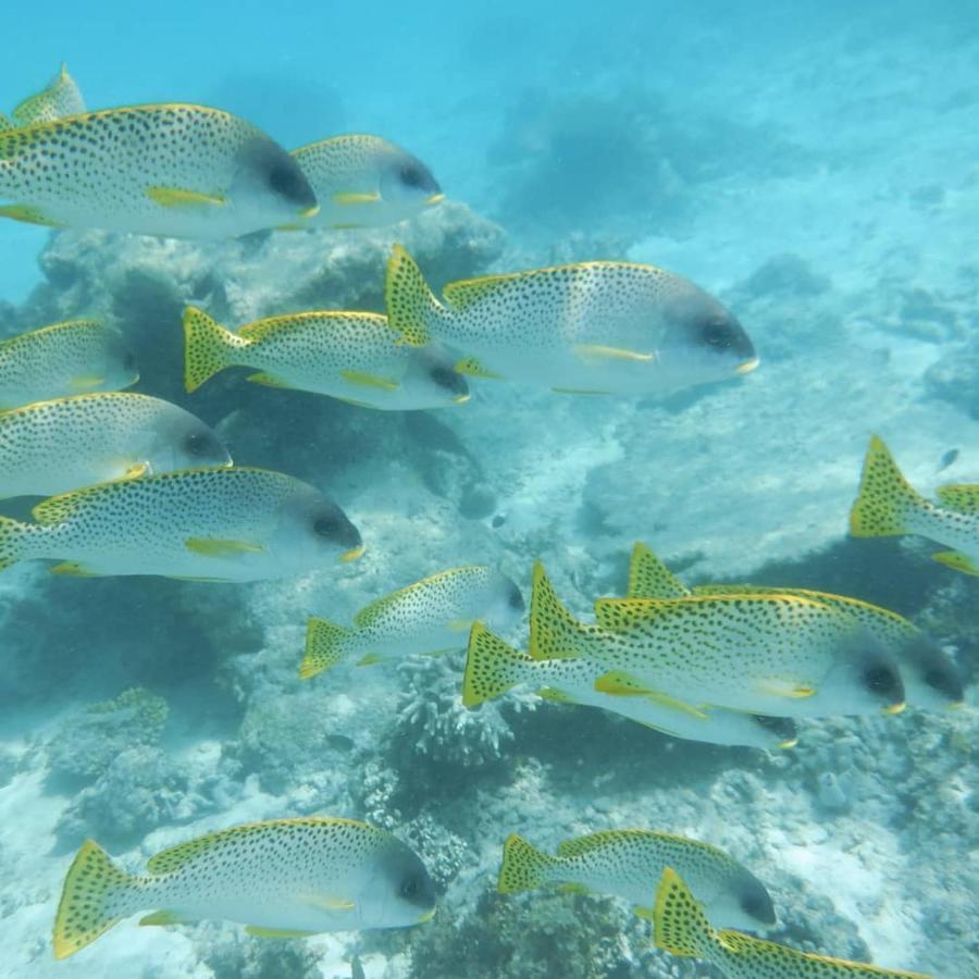 Wasini Raha Snorkeling And Diving公寓 外观 照片