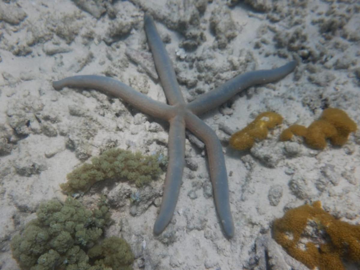 Wasini Raha Snorkeling And Diving公寓 外观 照片