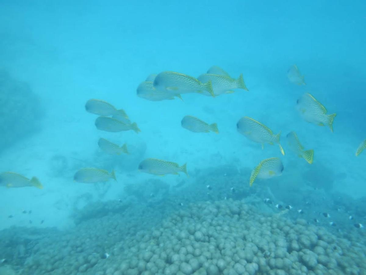Wasini Raha Snorkeling And Diving公寓 外观 照片