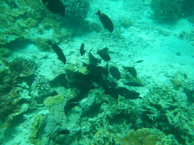 Wasini Raha Snorkeling And Diving公寓 外观 照片