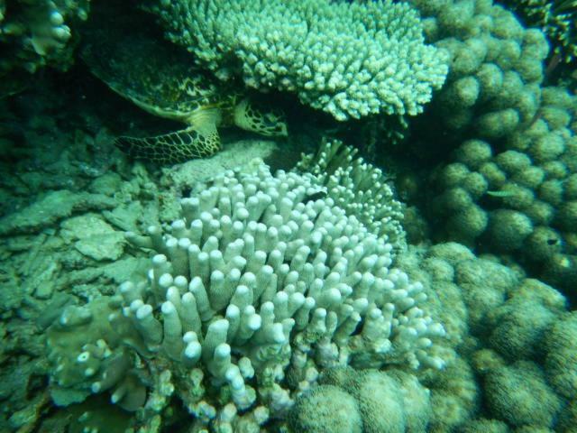 Wasini Raha Snorkeling And Diving公寓 外观 照片